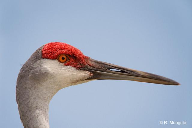 SandhillCrane (Grus canadensis) Face by Reinier Munguia