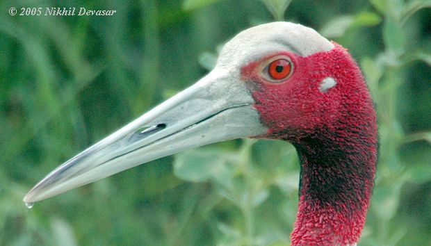 SarusCrane (Grus antigone) by Nikhil Devasar