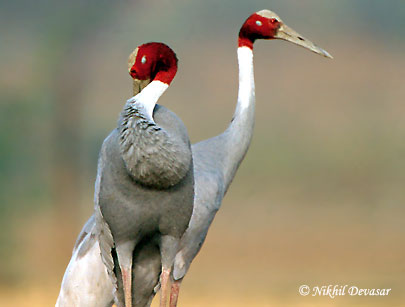 SarusCrane (Grus antigone) by Nikhi lDevasar