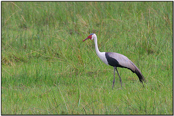 WattledCrane (Bugeranus carunculatus) by Daves BirdingPix