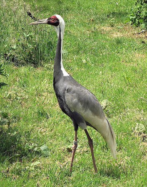 White-naped Crane (Grus vipio) by ©Wiki©