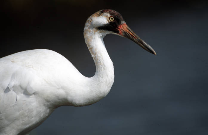 Whooping Crane (Grus americana) ©USFW