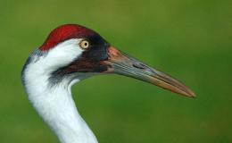 Bible Birds – Cranes&nbsp;I