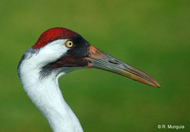 WhoopingCrane (Grus americana) Face by Reinier Munguia