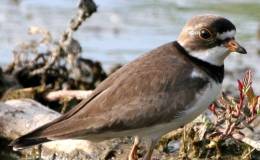Birds Vol 2 #1 – The Semi-Palmated Ring&nbsp;Plover
