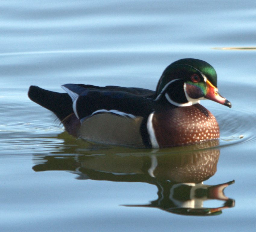 Wood Duck (Aix sponsa) at Lake Morton by Dan