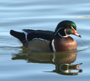 Wood Duck (Aix sponsa) at Lake Morton by Dan