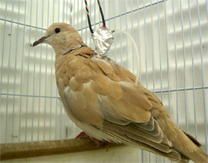 African Collared Dove (Streptopelia roseogrisea) ©WikiC