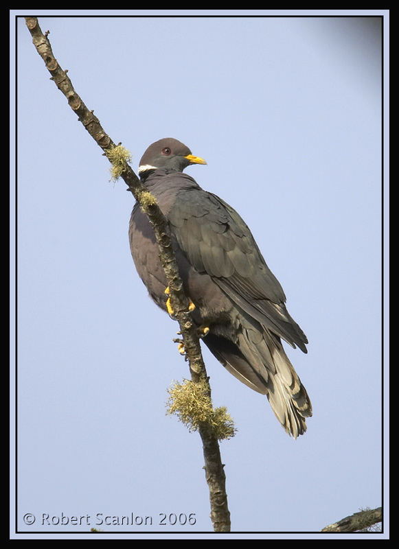 Band-tailed Pigeon (Patagioenas fasciata) by Robert Scanlon
