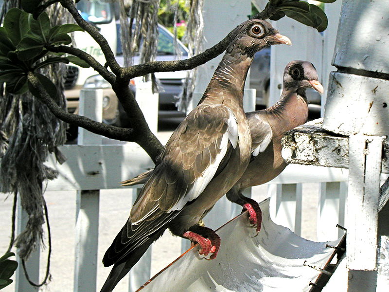 Bare-eyed Pigeon (Patagioenas corensis) ©WikiC