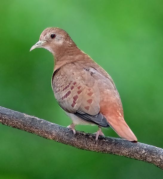 Blue Ground Dove (Claravis pretiosa) ©WikiC