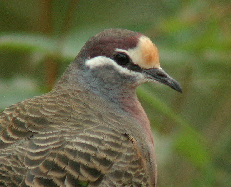 Common Bronzewing (Phaps chalcoptera) ©WikiC