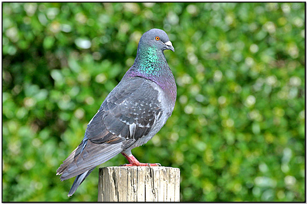 Common Pigeon -aka Rock(Columba livia) by Daves BirdingPix