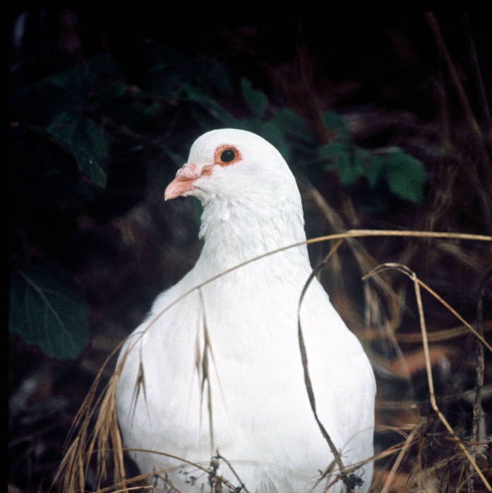 Common Pigeon (Columba livia) ©USFWS