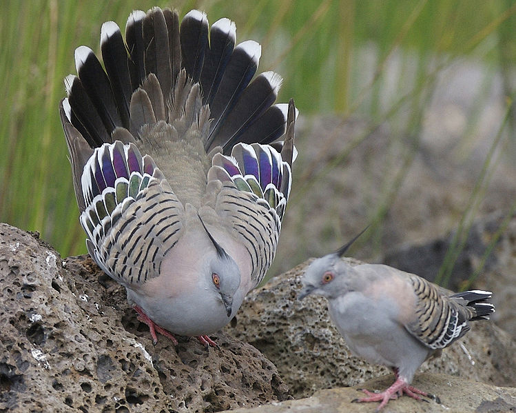 Crested Pigeon (Ocyphaps lophotes) ©WikiC