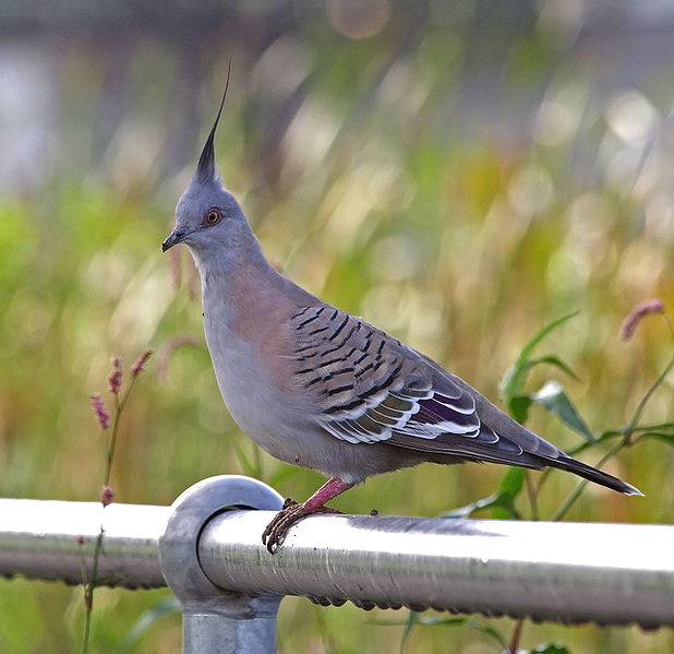 Crested Pigeon (Ocyphaps lophotes) ©WikiC