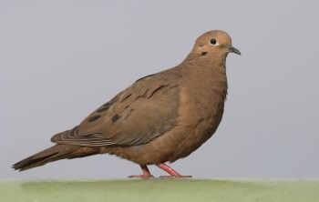 Eared Dove (Zenaida auriculata) by Robert Scanlon