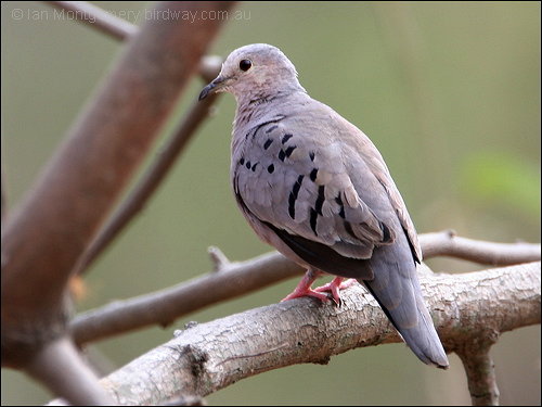 Ecuadorian Ground-Dove (Columbina buckleyi) by Ian