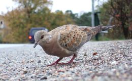 Birds and Jesus –&nbsp;Beginning