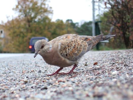 European Turtle Dove (Streptopelia turtur) ©WikiC