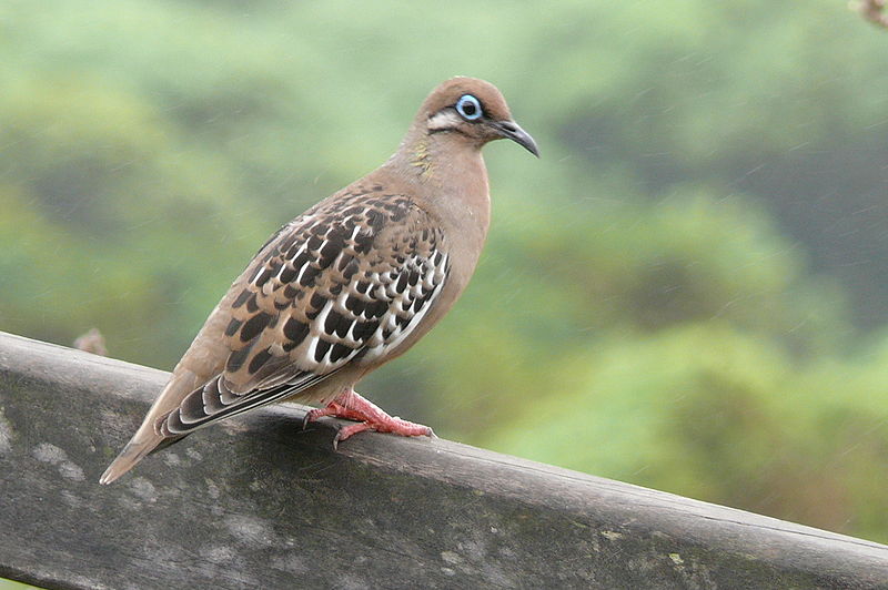 Galapagos Dove (Zenaida galapagoensis) ©WikiC