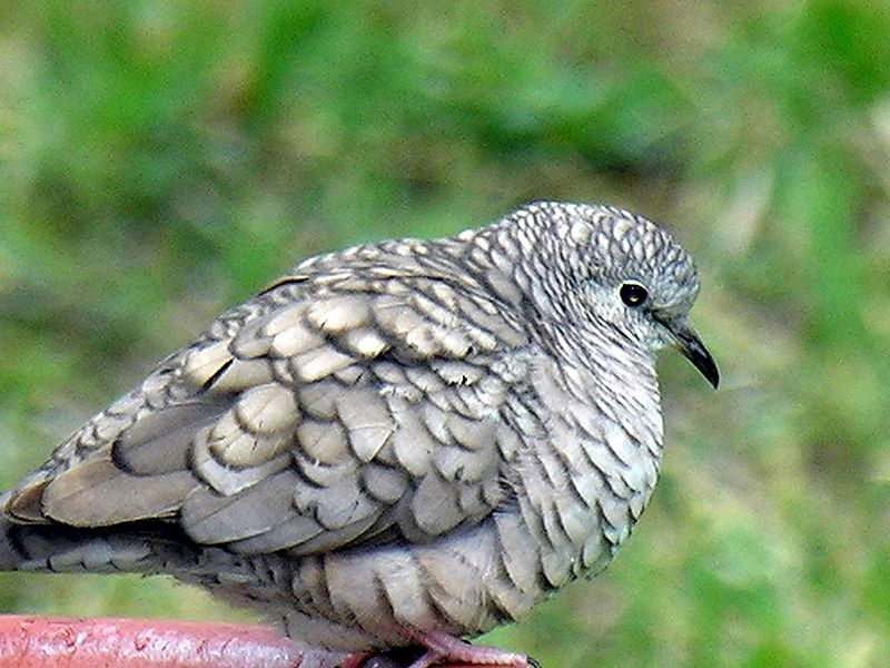 Inca Dove (Columbina inca) ©WikiC