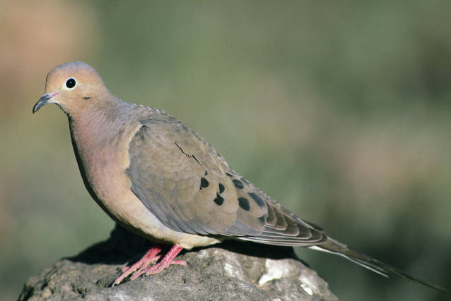 Mourning Dove (Zenaida macroura) ©USFWS
