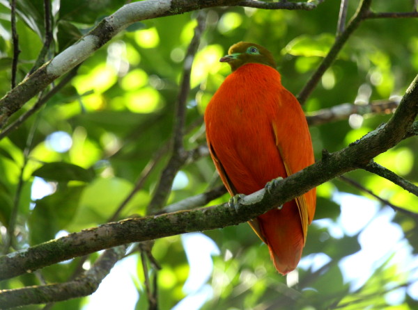 Orange Fruit Dove (Ptilinopus victor victor) by Tom Tarrant