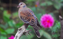 Something to Review – Scripture Alphabet of&nbsp;Animals