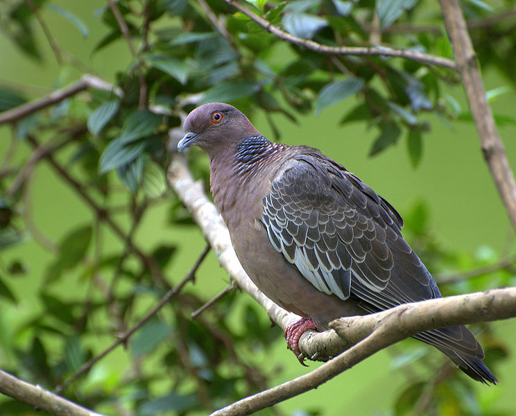 Picazuro Pigeon (Patagioenas picazuro) ©WikiC