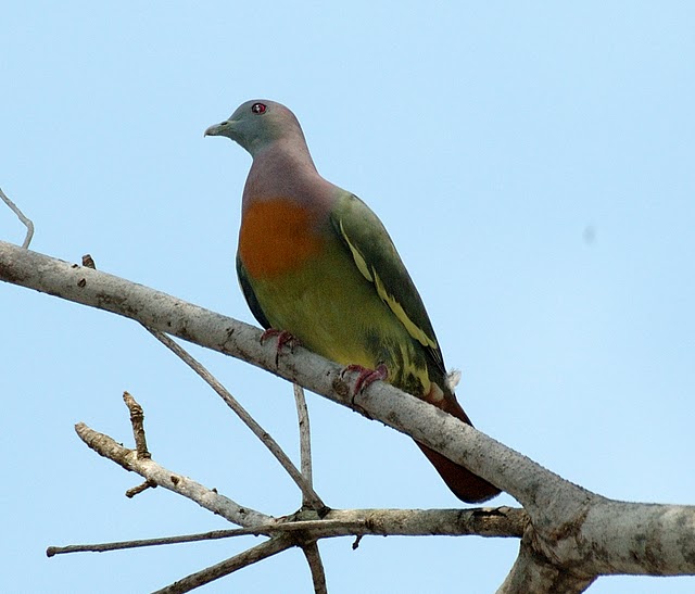 Pink-necked Green Pigeon (Treron vernans) by MAMuin