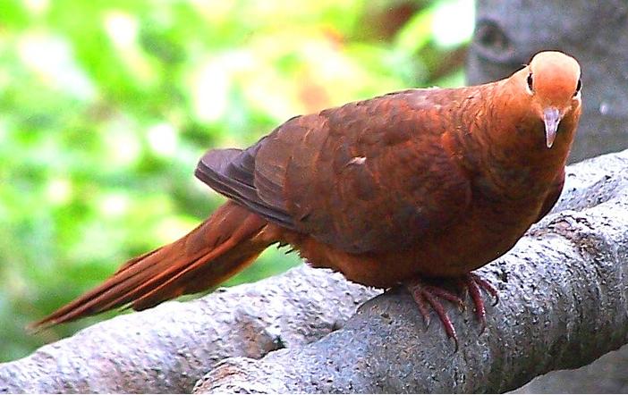 Ruddy Cuckoo-Dove (Macropygia emiliana) ©WikiC