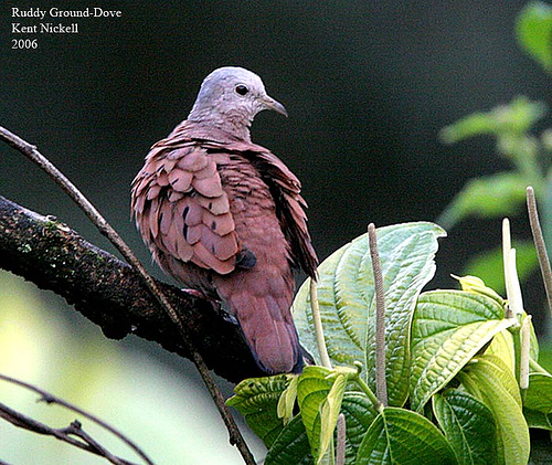 Ruddy Pigeon (Patagionenas subvinacea) by Kent Nickell