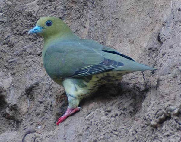 Wedge-tailed Green Pigeon (Treron sphenurus) by Nikhil Devasar
