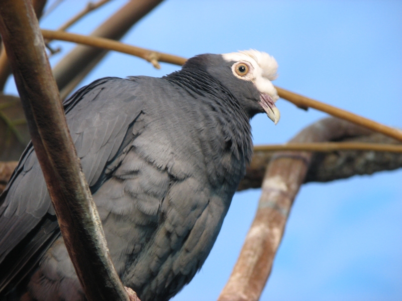 White-crowned Pigeon (Patagioenas leucocephala) ©WikiC