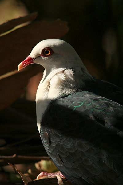 White-headed Pigeon (Columba leucomela) ©WikiC