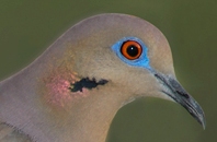 White-winged Dove(Zenaida asiatica) Eye up close by Reinie