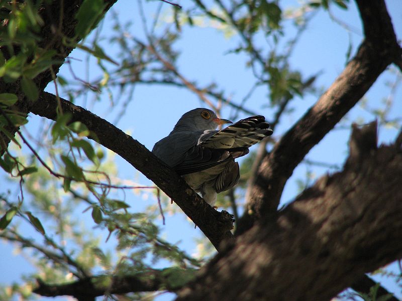 African Cuckoo (Cuculus gularis) ©WikiC