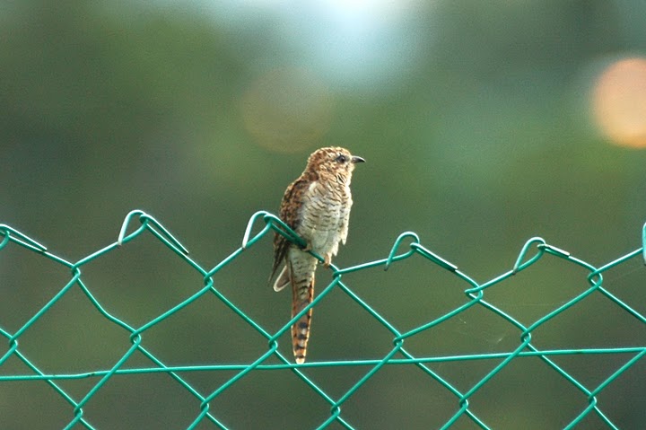Banded Bay Cuckoo (Cacomantis sonneratii) by MSMuin