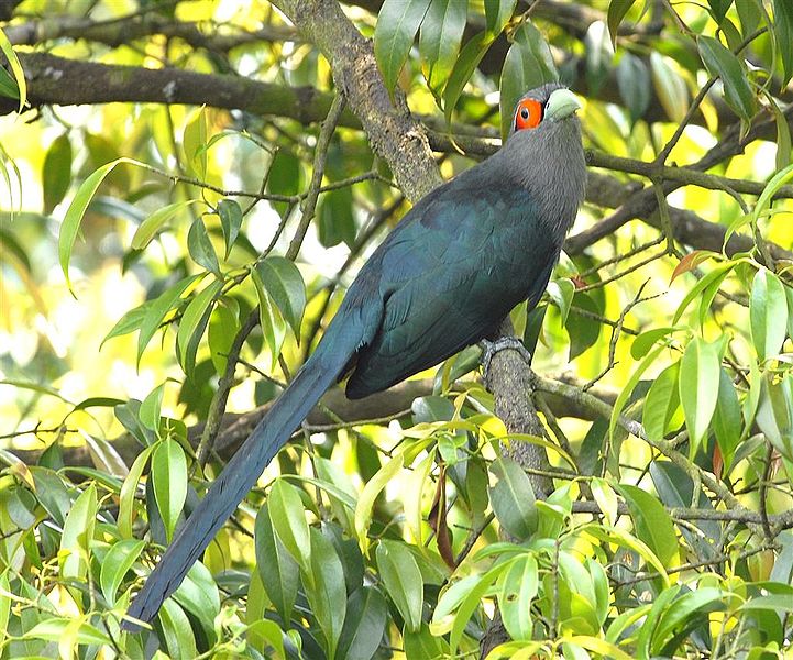 Chestnut-bellied Malkoha (Phaenicophaeus sumatranus) by Wiki