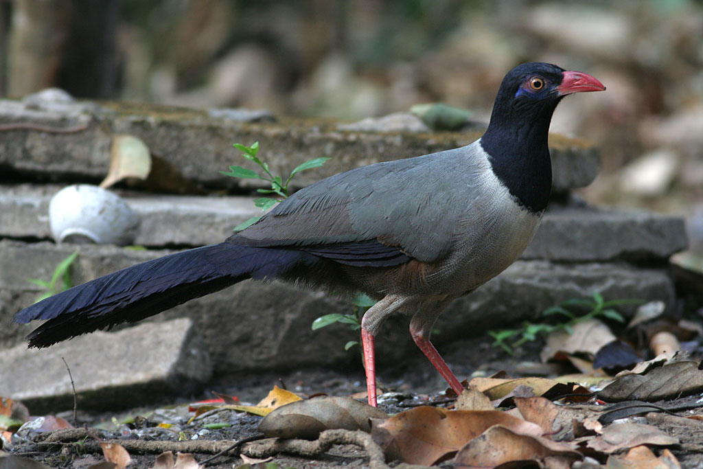 Coral-billed Ground Cuckoo (Carpococcyx renauldi) by Peter Ericsson