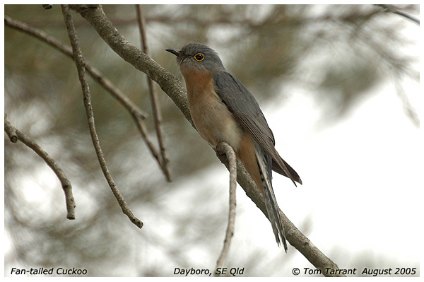 Fan-tailed Cuckoo (Cacomantis flabelliformis) by Tom Tarrant