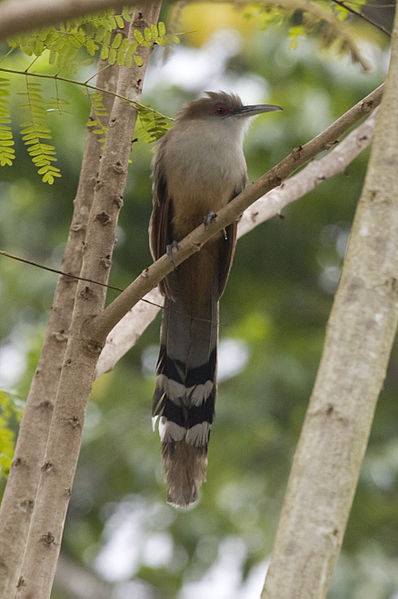 Great Lizard Cuckoo (Coccyzus merlini) ©WikiC