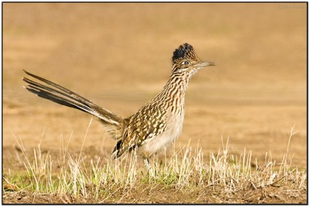Greater Roadrunner (Geococcyx californianus) by Daves BirdingPix