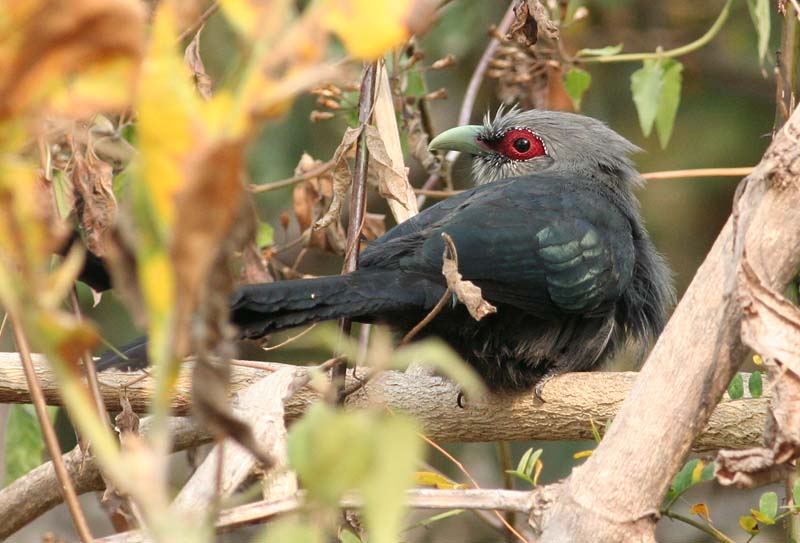 Green-billed Malkoha (Phaenicophaeus tristis) by Peter Ericsson