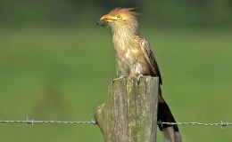 Bible Birds – Cuckoo&nbsp;Introduction