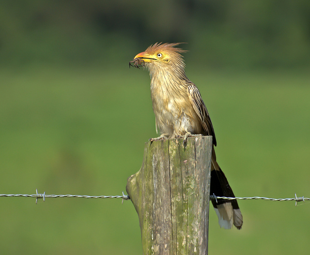 Guira Cuckoo (Guira guira) by Dario Sanches