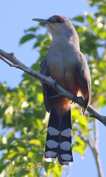 Hispaniolan Lizard Cuckoo (Coccyzus longirostris) ©WikiC
