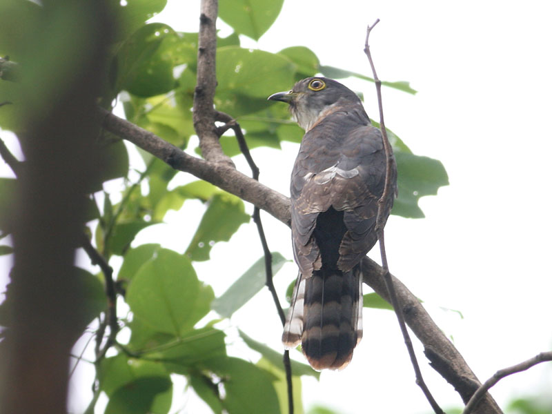 Hodgson's Hawk-Cuckoo (Hierococcyx nisicolor) by Peter Ericsson