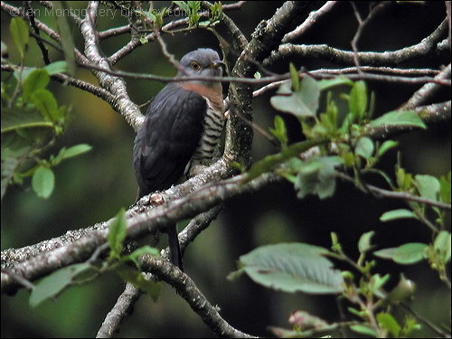 Indian Cuckoo (Cuculus micropterus) by Ian